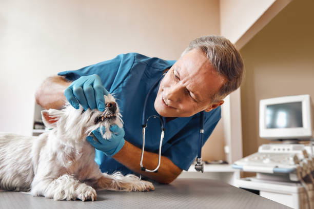 Best Broken or Chipped Tooth Repair in Momence, IL